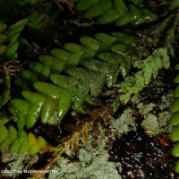 Podochilus saxatilis Lindl.